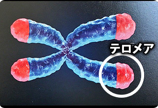 染色体の両端にテロメア